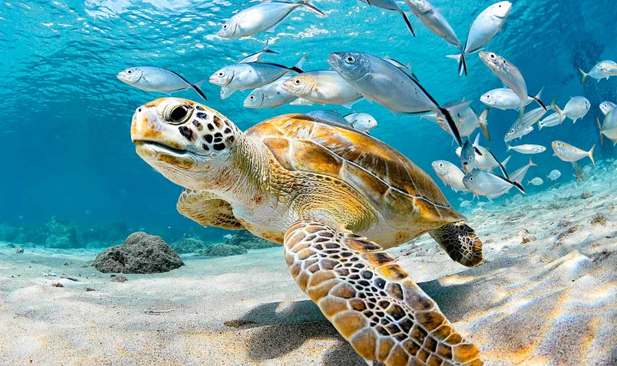 turtle and fish in tropical sea