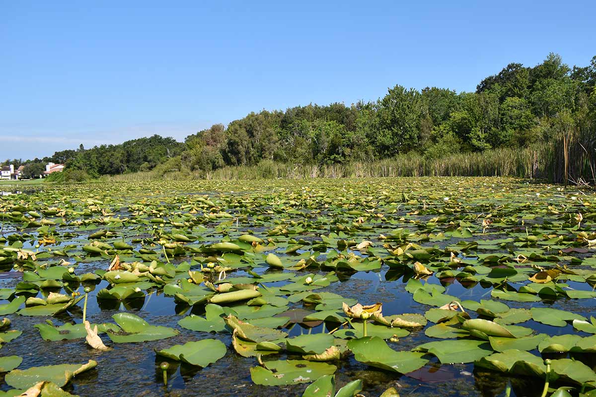 Where There's a Lake There's a Gator