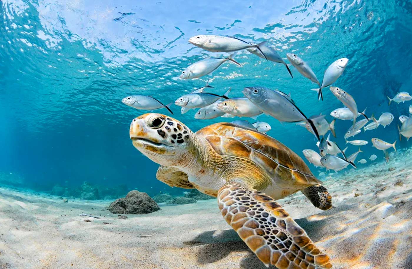 sea turtles swimming in ocean