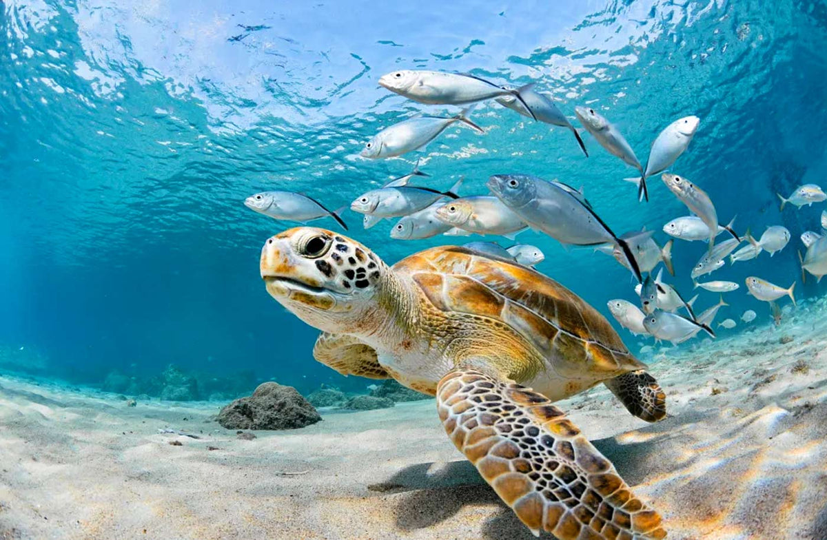 sea turtles swimming in ocean