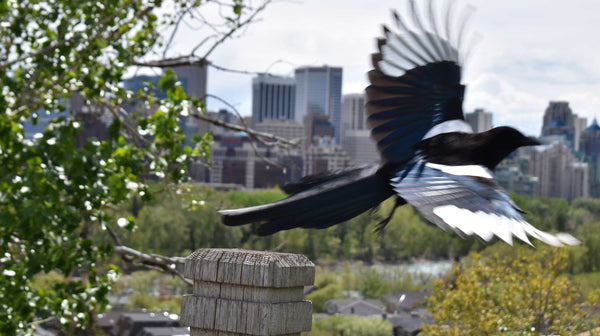 bird taking off