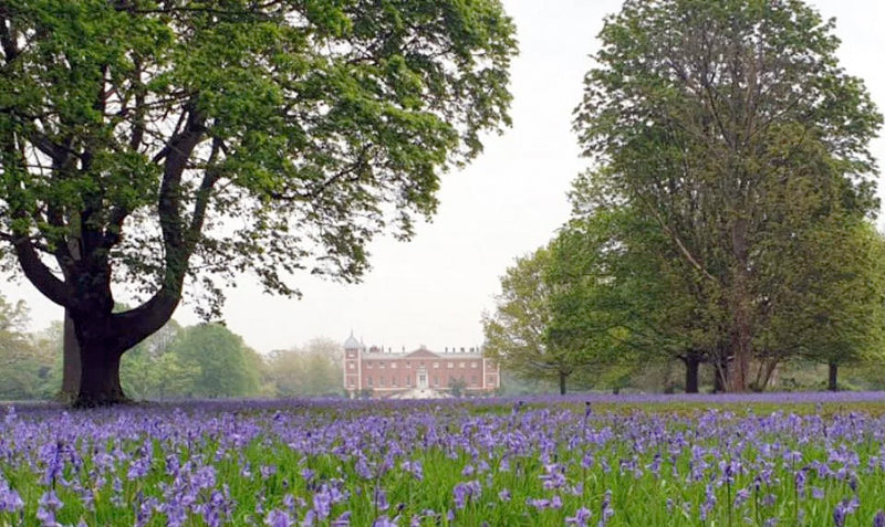 Osterley House - lavender garden