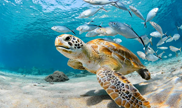 sea turtles swimming in ocean